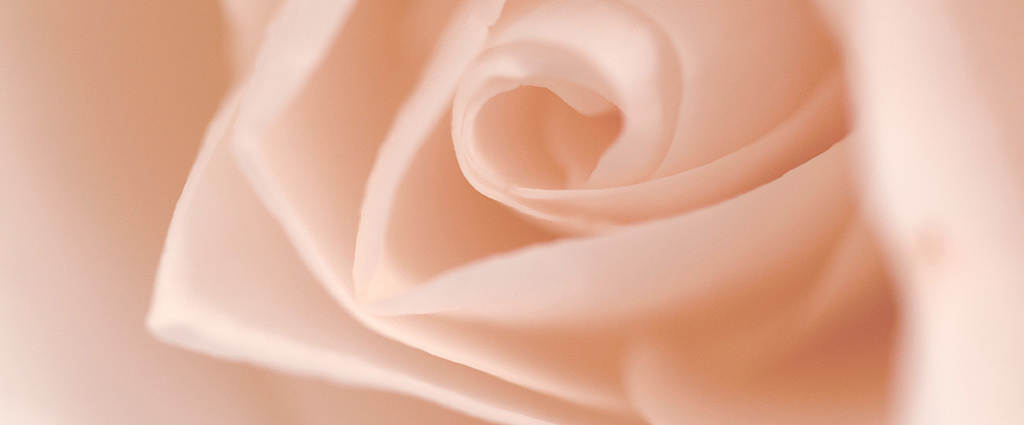 DETAIL — bridal flowers